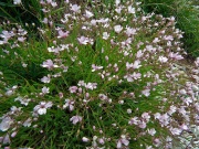 20 Gipsofila strisciante (Gypsophila repens)